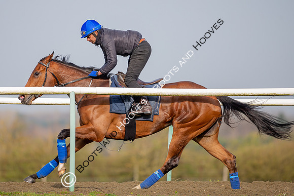 Newmarket Gallops