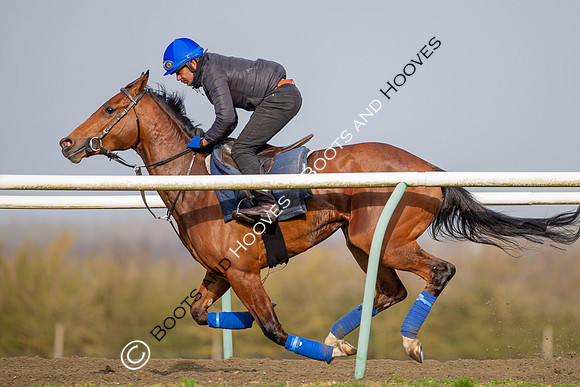 Newmarket Gallops