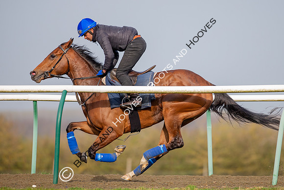 Newmarket Gallops