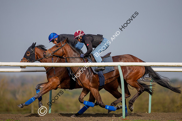 Newmarket Gallops