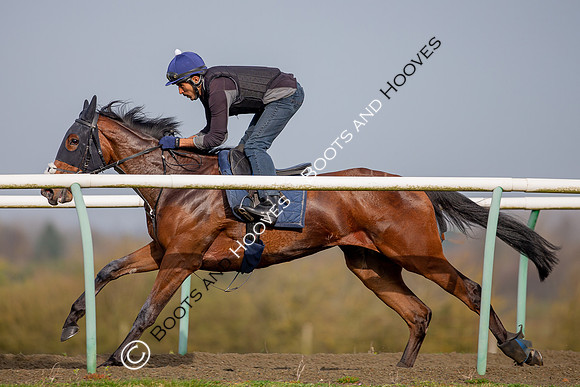 Newmarket Gallops