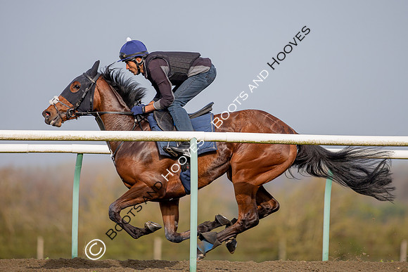 Newmarket Gallops