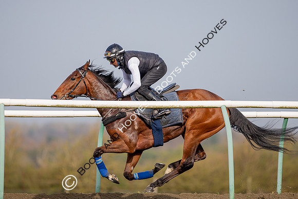 Newmarket Gallops