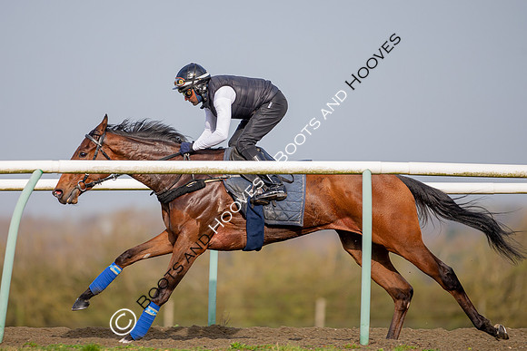 Newmarket Gallops