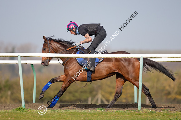 Newmarket Gallops
