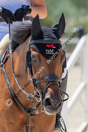 FEI Junior European Championship Young Riders, Juniors & Childre
