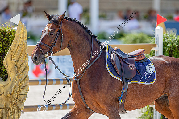 Showjumping