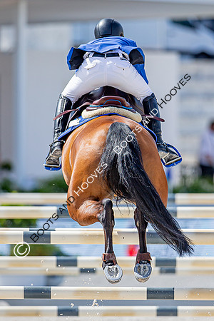 Showjumping