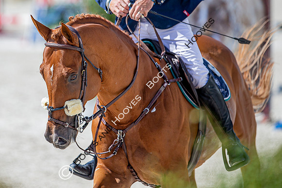 Showjumping