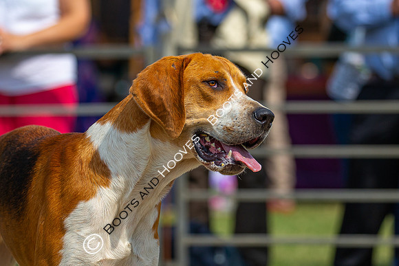 Festival of Hunting