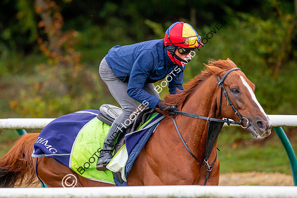 Newmarket
