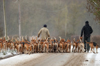 Hound Exercise