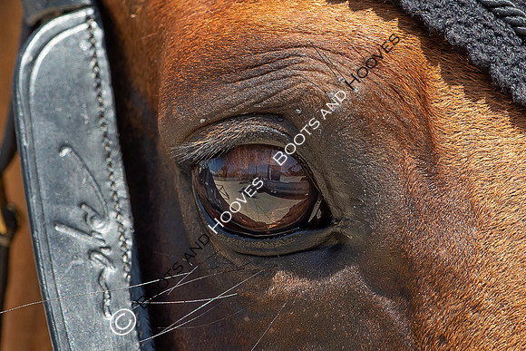 FEI Junior European Championship Young Riders, Juniors & Childre