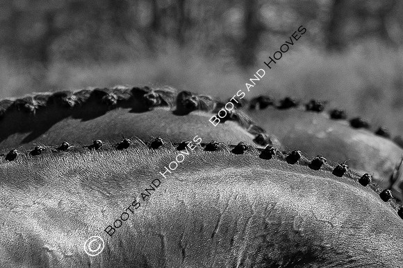 Barefoot Retreats Burnham Market Horse Trials