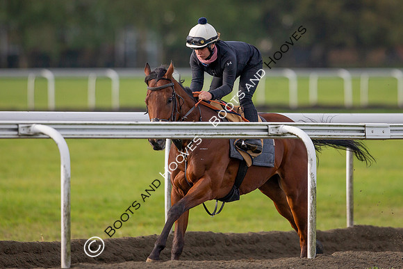 Newmarket