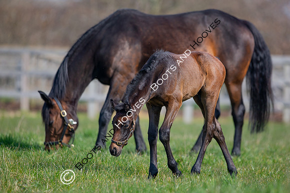 ~ MANDATORY Credit Elli Birch/Bootsandhooves- NO UNAUTHORISED USE - 07745909676