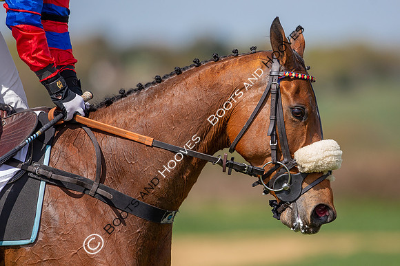 Essex with the Farmers and Union Hnt Point to Point