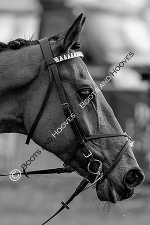 Essex with the Farmers and Union Hnt Point to Point
