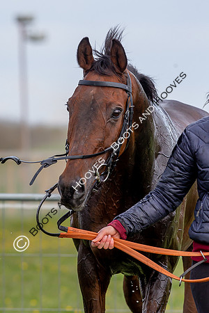 Essex with the Farmers and Union Hnt Point to Point