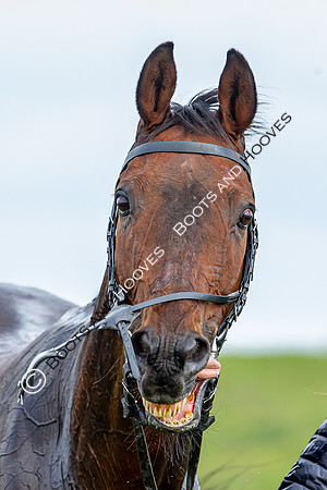 Essex with the Farmers and Union Hnt Point to Point