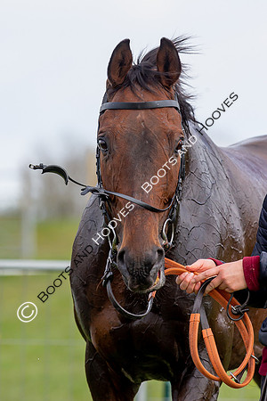Essex with the Farmers and Union Hnt Point to Point