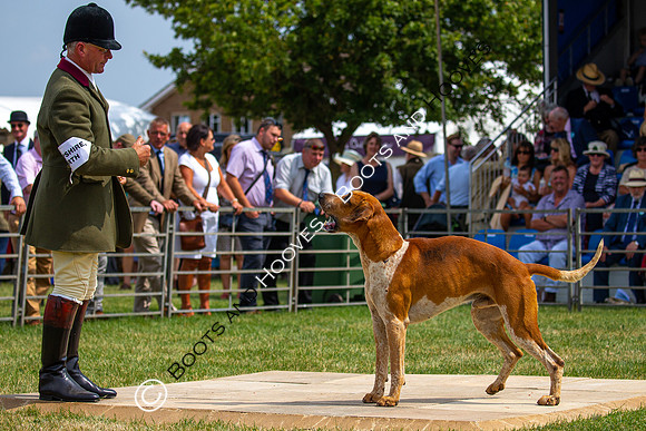 Festival of Hunting