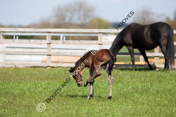 Foals