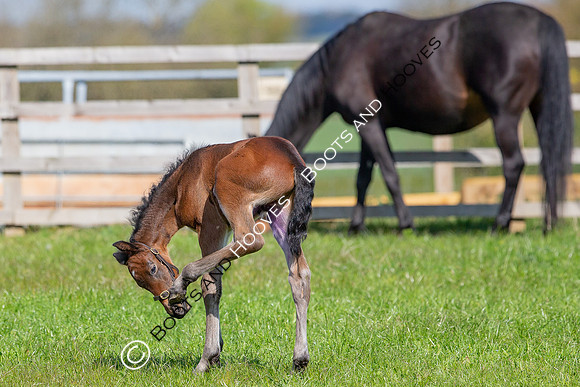 Foals
