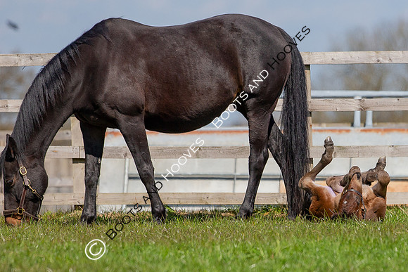 Foals