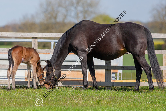 Foals