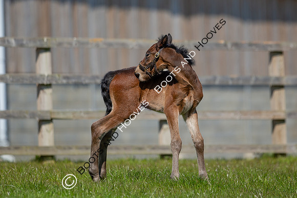 Foals