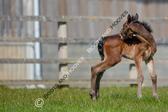 Foals