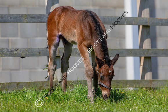 Foals