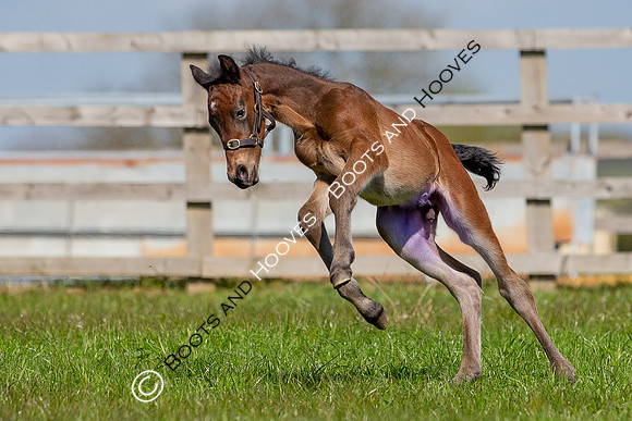 Foals