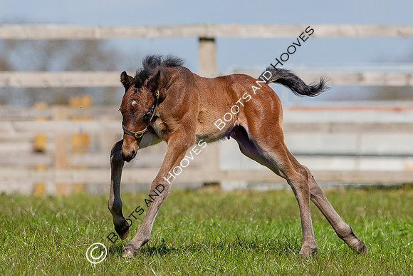 Foals