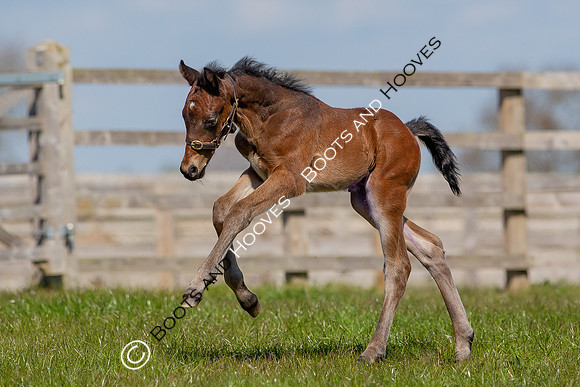 Foals