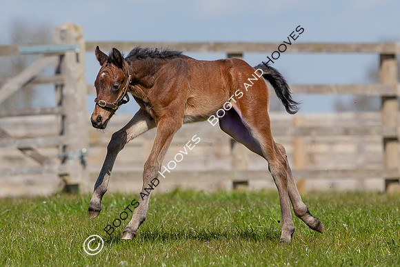 Foals