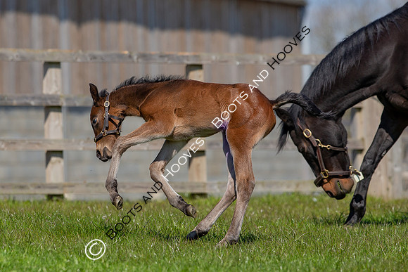 Foals