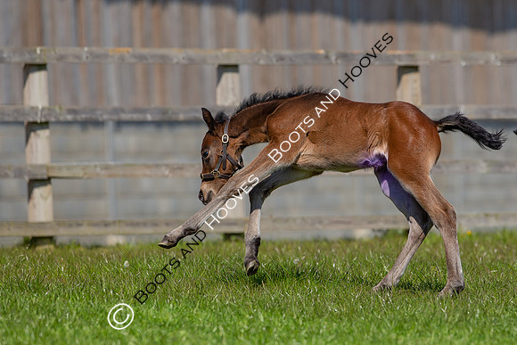 Foals