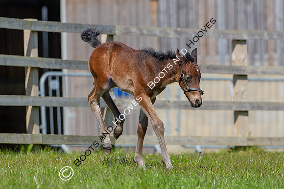 Foals
