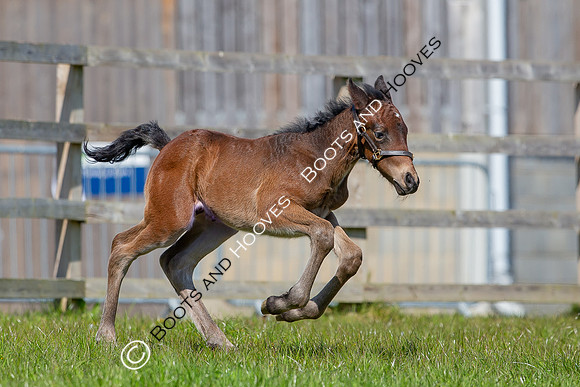 Foals
