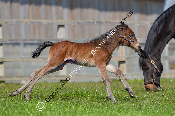 Foals
