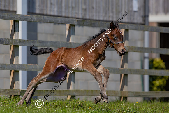 Foals