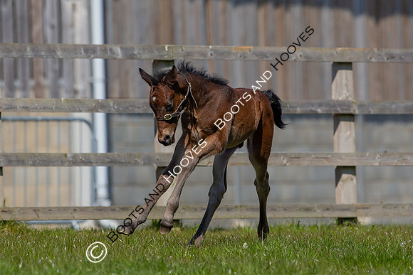 Foals