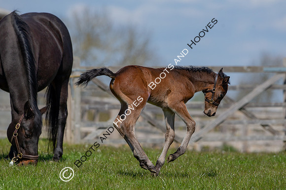 Foals