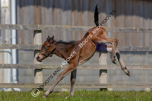 Foals