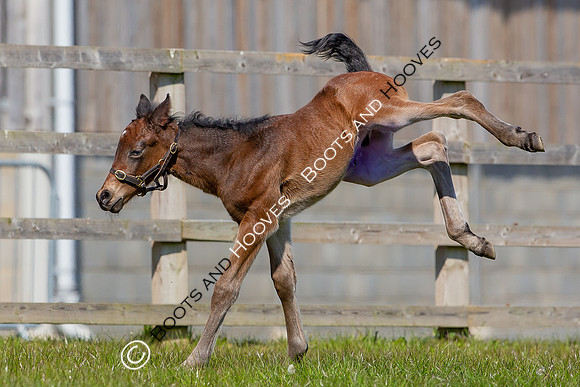 Foals