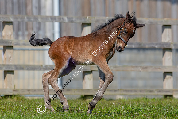 Foals