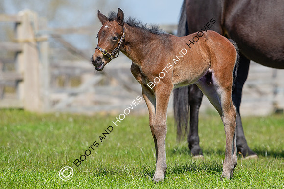 Foals
