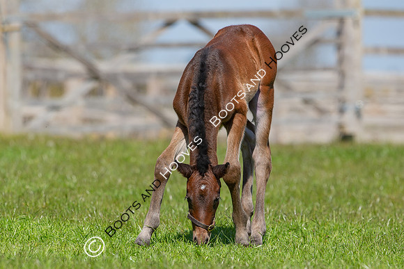 Foals